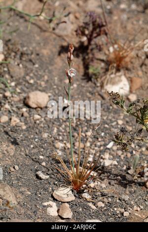 Asfodelus fistulosus, Asfodel A Foglia Di Cipolla è una specie di pianta conosciuta come anfodel a gambo cavo, onionweed, anfodel a foglia di cipolla, , anfodel rosa Foto Stock