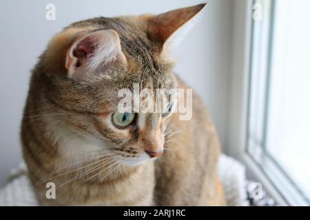 Carino gatto soffice si siede su un divano su un davanzale vicino alla finestra, guarda fuori la finestra. Foto Stock