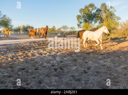 Ferendo cavalli al Corral la mattina presto al ranch de los Caballos dude ranch in Arizona. Foto Stock