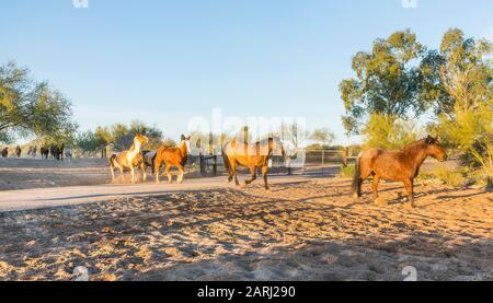 Ferendo cavalli al Corral la mattina presto al ranch de los Caballos dude ranch in Arizona. Foto Stock