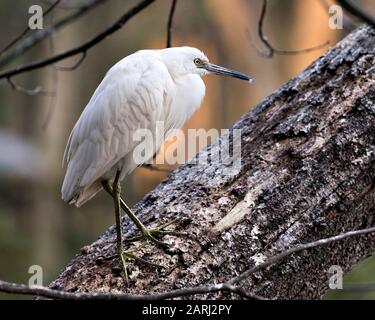 Piccolo uccello Egret primo piano profilo vista arroccato su un albero con sfondo bokeh, che mostra piume bianche, testa, becco, occhio, piumaggio, piedi nei suoi envi Foto Stock