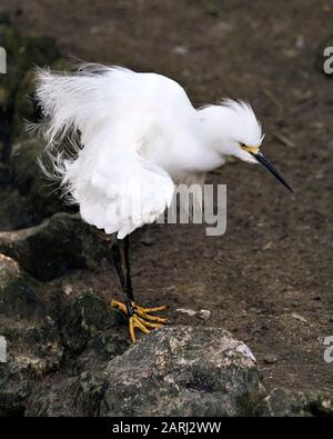 Snowy Egret uccello primo piano profilo vista dall'acqua con roccia e muschio, con piume bianche, testa, becco, occhio, piumaggio soffice, piedi gialli nel suo Foto Stock