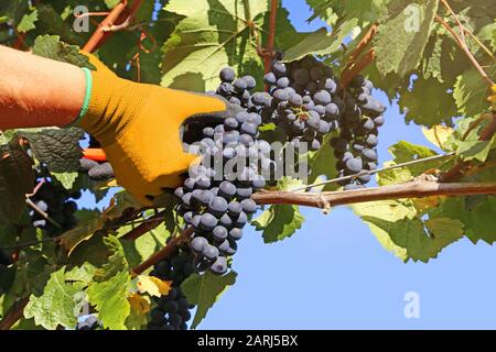 La mano di un enologo taglia le uve mature dalla vite. Raccolta di uve blu. Foto Stock