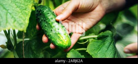 Donna che si prende cura di cetrioli crescenti in una serra. Concetto di raccolta Foto Stock