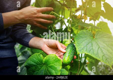 Donna che si prende cura di cetrioli crescenti in una serra. Concetto di raccolta Foto Stock