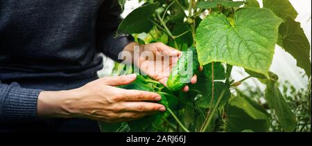 Donna che si prende cura di cetrioli crescenti in una serra. Concetto di raccolta Foto Stock