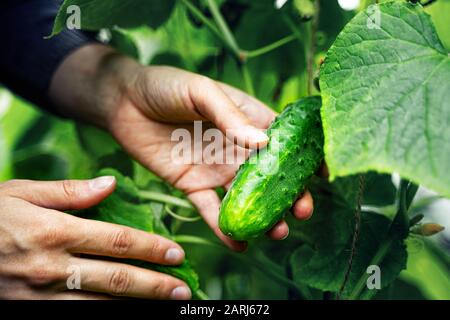 Donna che si prende cura di cetrioli crescenti in una serra. Concetto di raccolta Foto Stock