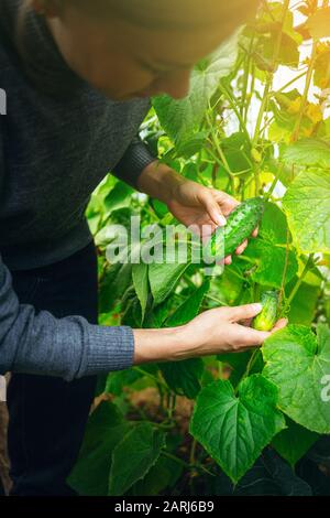 Donna che si prende cura di cetrioli crescenti in una serra. Concetto di raccolta Foto Stock