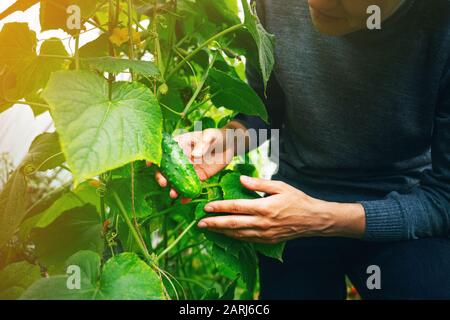 Donna che si prende cura di cetrioli crescenti in una serra. Concetto di raccolta Foto Stock