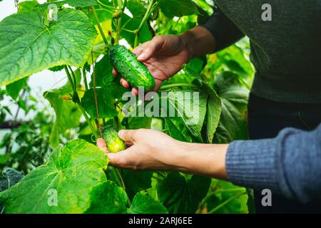 Donna che si prende cura di cetrioli crescenti in una serra. Concetto di raccolta Foto Stock