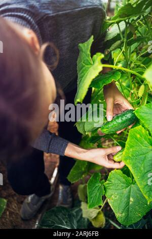 Donna che si prende cura di cetrioli crescenti in una serra. Concetto di raccolta Foto Stock