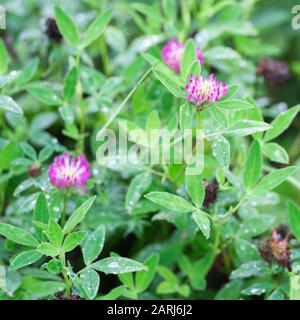 Clover fiori primo piano in rugiada gocce sullo sfondo di foglie verdi di piante. Sfondo. Foto Stock