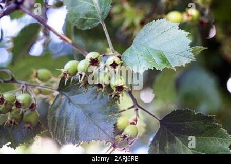 Dadi verdi su un ramo con foglie vicine, foto macro Foto Stock