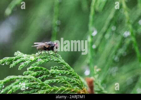 Black Fly si siede su un ramo verde vicino, copia spazio Foto Stock