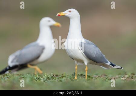 Gabbiano a gambe gialle (Larus michellis), sul terreno, nel lago Ivars Vila-sana Foto Stock