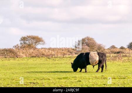 Un belted Galloway bull sul Holkham Estate in North Norfolk. Foto Stock