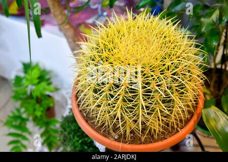 Echinocactus si avvicina in una pentola sullo sfondo di altre piante al coperto nel negozio. Foto Stock