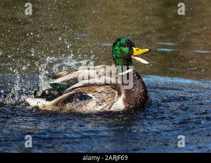 Drake mallard bagnarsi con spruzzi d'acqua Foto Stock