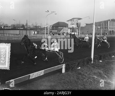 Wintercourses Tango Price Hilversum, Quick Fire i Data: 21 Novembre 1954 luogo: Hilversum Parole Chiave: Trot- and racing Foto Stock