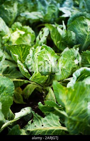 Foglie di cavolo bollite sono danneggiate da parassiti. Distruzione di raccolto da verme di cavolo di cavolo Foto Stock