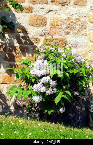 Arbusto rosa flowering contro muro di pietra calcarea in un cottage giardino inglese . Foto Stock