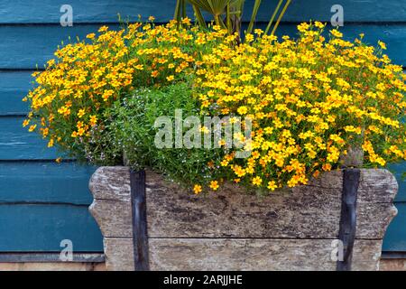 Cascata di marigolds arancioni in un vaso di legno contro il muro, in un giardino inglese cottage. Questi fiori sono resistenti alla siccità . Foto Stock