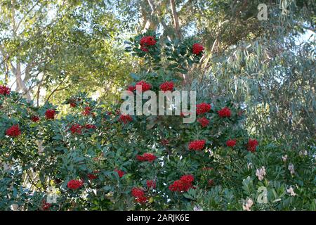 Un arbusto Toyon riempito con una profusione di grappoli di frutti di bosco rossi in Arizona, Stati Uniti Foto Stock