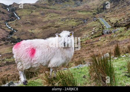 Una pecora sul lato di una montagna in Irlanda di Donegal Foto Stock