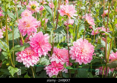 Rosa pallido di Dahlia Gerry Hoek fioritura nel mese di settembre in un vivaio inglese Foto Stock