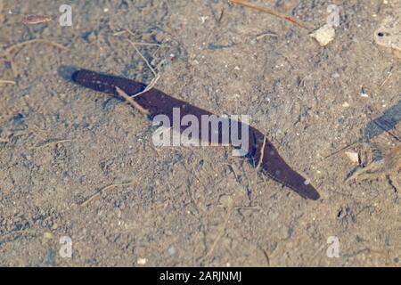 Haemopis Sanguisuga Horse Leech Foto Stock