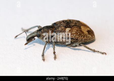 Phyllobius Pyri Foglia Comune Weevil Foto Stock