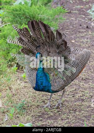 Uccello indiano pavone closeup colpo con piumaggio vibrante colore. Foto Stock