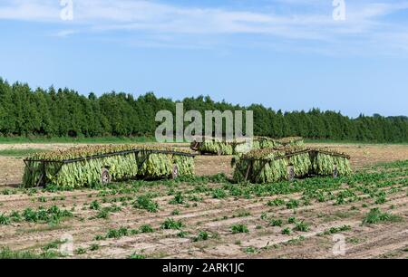 Piante Di Tabacco raccolte In Attesa nel Campo di andare alla casa di asciugatura Foto Stock