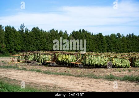 Piante Di Tabacco raccolte In Attesa nel Campo di andare alla casa di asciugatura Foto Stock