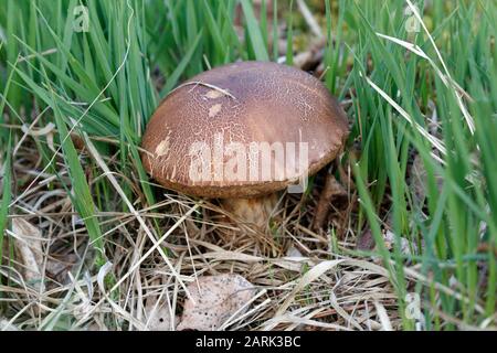 Lo scabrum di Leccinum, comunemente conosciuto come il bolete ruvido-stemmed, il gambo di scaber e il bolete di betulla, è un fungo commestibile nella famiglia Boletaceae Foto Stock