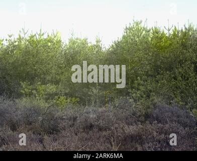 Danni, piante superiori, funghi, pino francese, olandese den Data: Parole Chiave non date: Piante superiori, danni, funghi Nome personale: Pino francese, olandese den Foto Stock