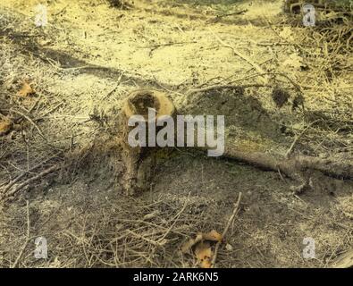 Danni, piante superiori, funghi, fuoco scarlatto, abete rosso Data: Parole Chiave non date: Piante superiori, danni, funghi Nome personale: Abete, fuoco scarlatto Foto Stock