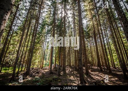 Forrest in Bosnia Erzegovina Foto Stock