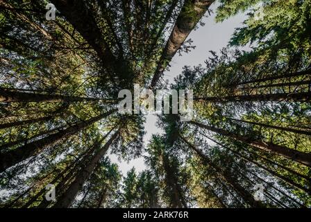 Forrest in Bosnia Erzegovina Foto Stock