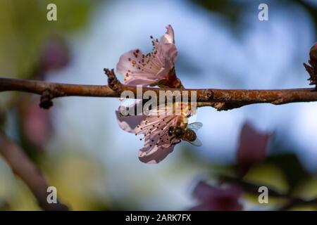 Ape che impollinano due fiori di un albero nectarino in fiore Foto Stock