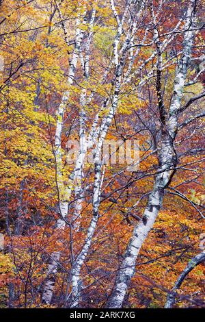 Bello rosso e arancio e giallo caduta fogliame contro uno stand di bianco betulla alberi in Vermont verde montagna foresta nazionale Foto Stock