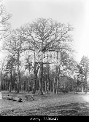 Rovere, estate sgendthrow Data: Unundated luogo: Noord-Brabant, Sint-Michielsgestel Parole Chiave: Oak Nome Della Persona: Estate sevendthrow Foto Stock