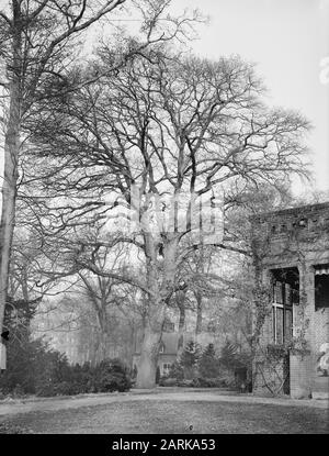 Oak Date: Unated Location: Noord-Brabant, Vught Keywords: Oak Nome Della Persona: Landgoed Bergen Foto Stock
