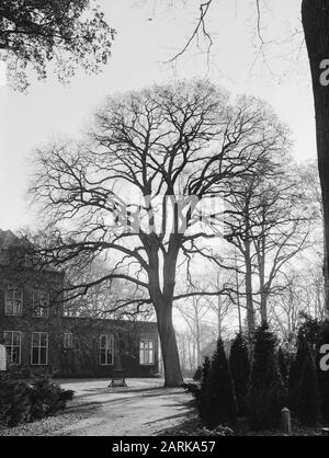Oak Date: Unated Location: Noord-Brabant, Vught Keywords: Oak Nome Della Persona: Landgoed Bergen Foto Stock