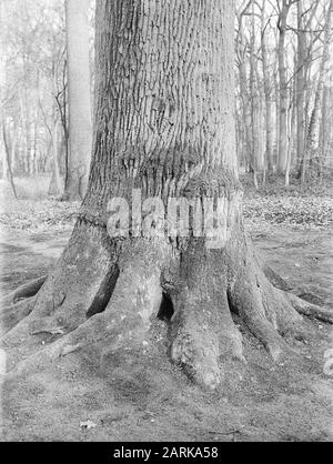 Oak, kasteel maurick Data: Undicated luogo: Noord-Brabant, Vught Parole Chiave: Oak Nome personale: Castle maurick Foto Stock