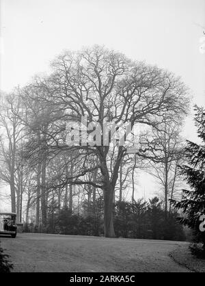 Oak, Landgoed Bergen Data: Unundated luogo: Noord-Brabant, Vught Parole Chiave: Oak Nome Della Persona: Landgoed Bergen Foto Stock