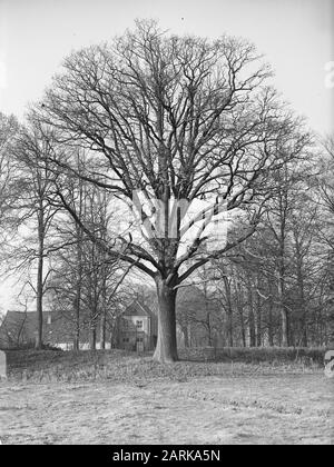 Oak Date: Unated Location: Noord-Brabant, Vught Keywords: Oak Nome Della Persona: Landgoed Bleijendijk Foto Stock