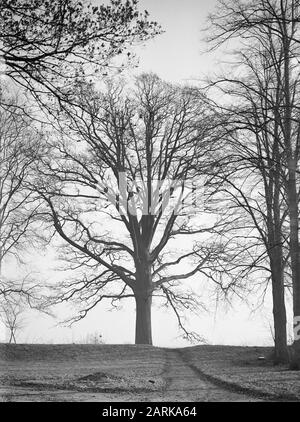 Oak Date: Unated Location: Noord-Brabant, Vught Keywords: Oak Nome Della Persona: Landgoed Bleijendijk Foto Stock