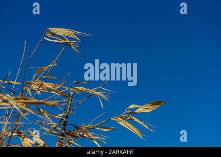 Canne di bambù giallo secco con cielo blu come sfondo, in una giornata di sole ventoso. Foto Stock