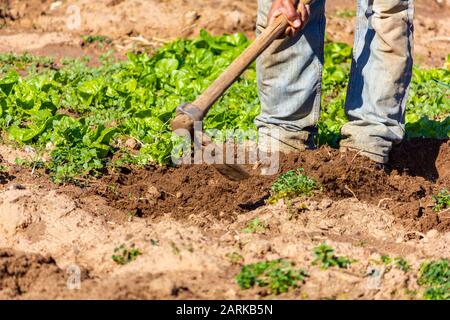 Lavorando il suolo nel giardino, prima di piantare più lattuga. Foto Stock